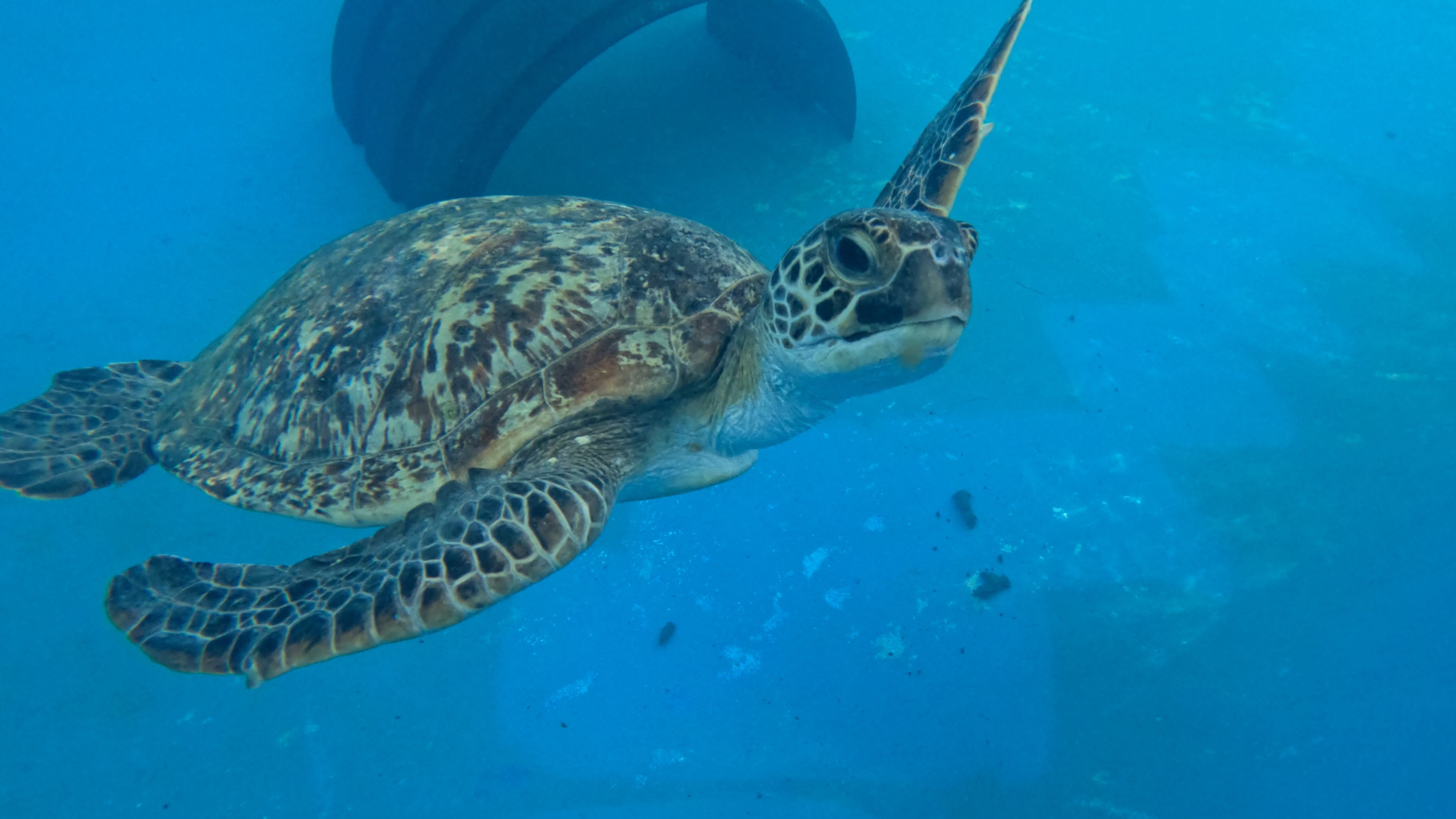 Sea World Foundation Returns Four Green Sea Turtles on World Sea Turtle ...