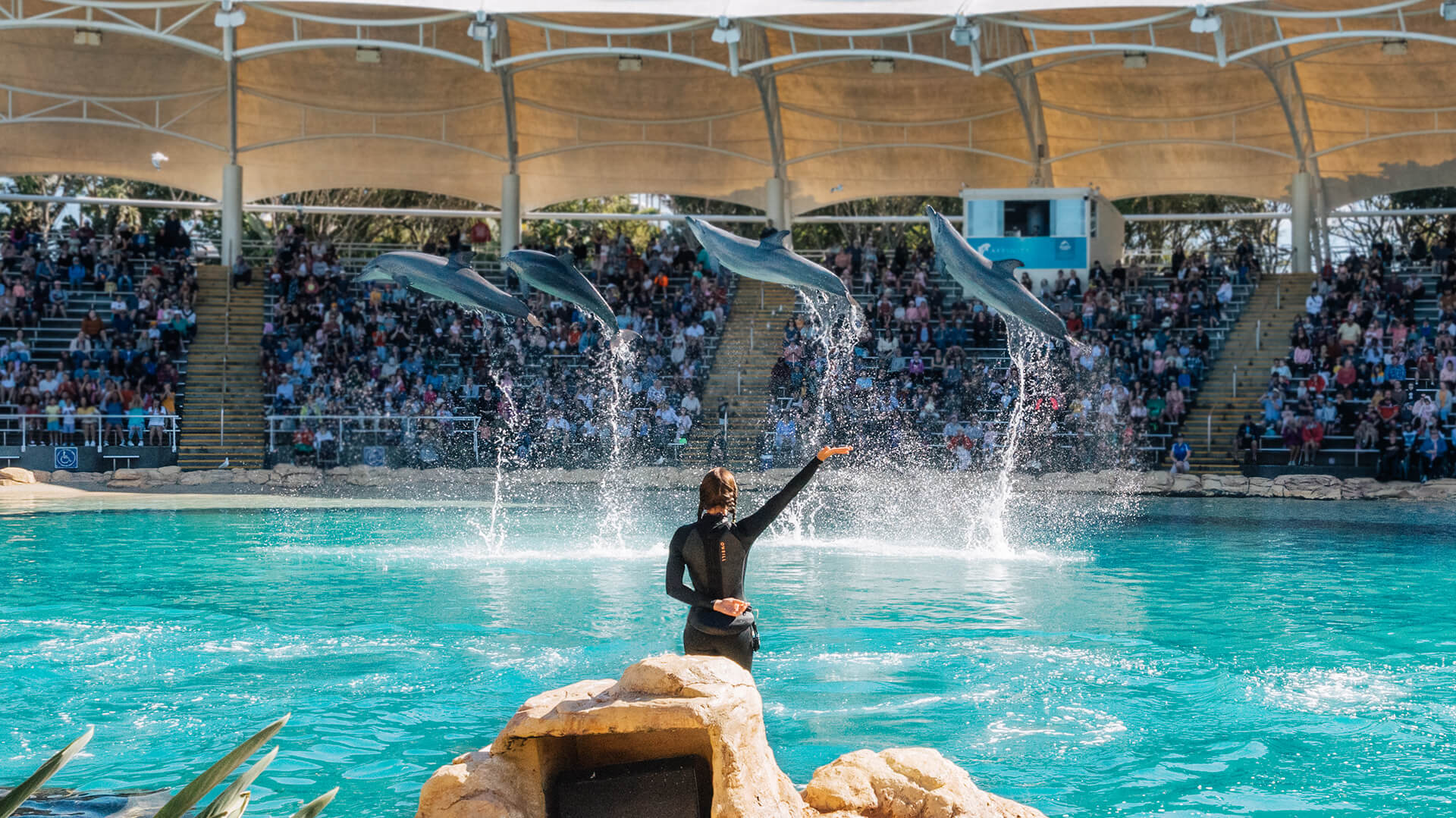 Dolphins leaping in sync during a live presentation at Sea World’s outdoor stadium with a trainer and large audience watching.
