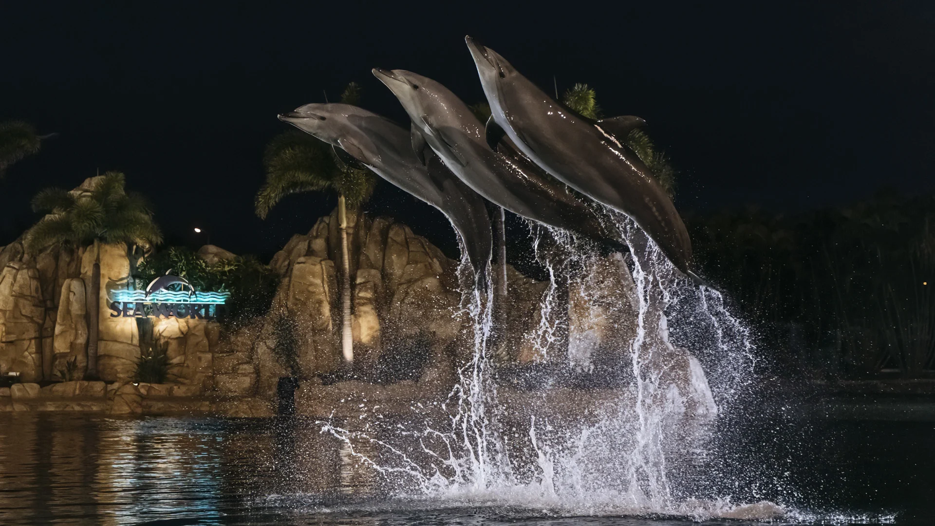 Three dolphins leap out of a pool at night, creating splashes in front of rocks, palm trees, and a lit "SeaWorld" sign in the background.