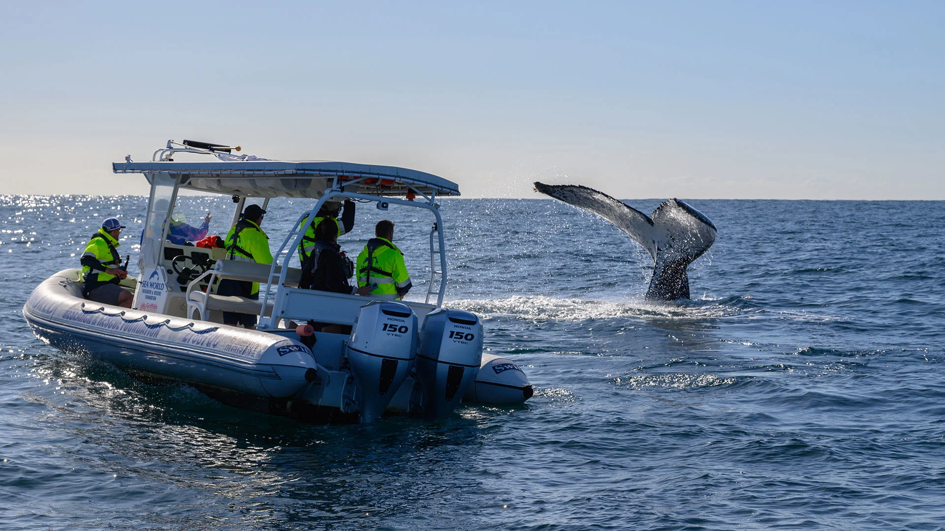 A group on a boat watches a whale's tail emerge from the ocean.