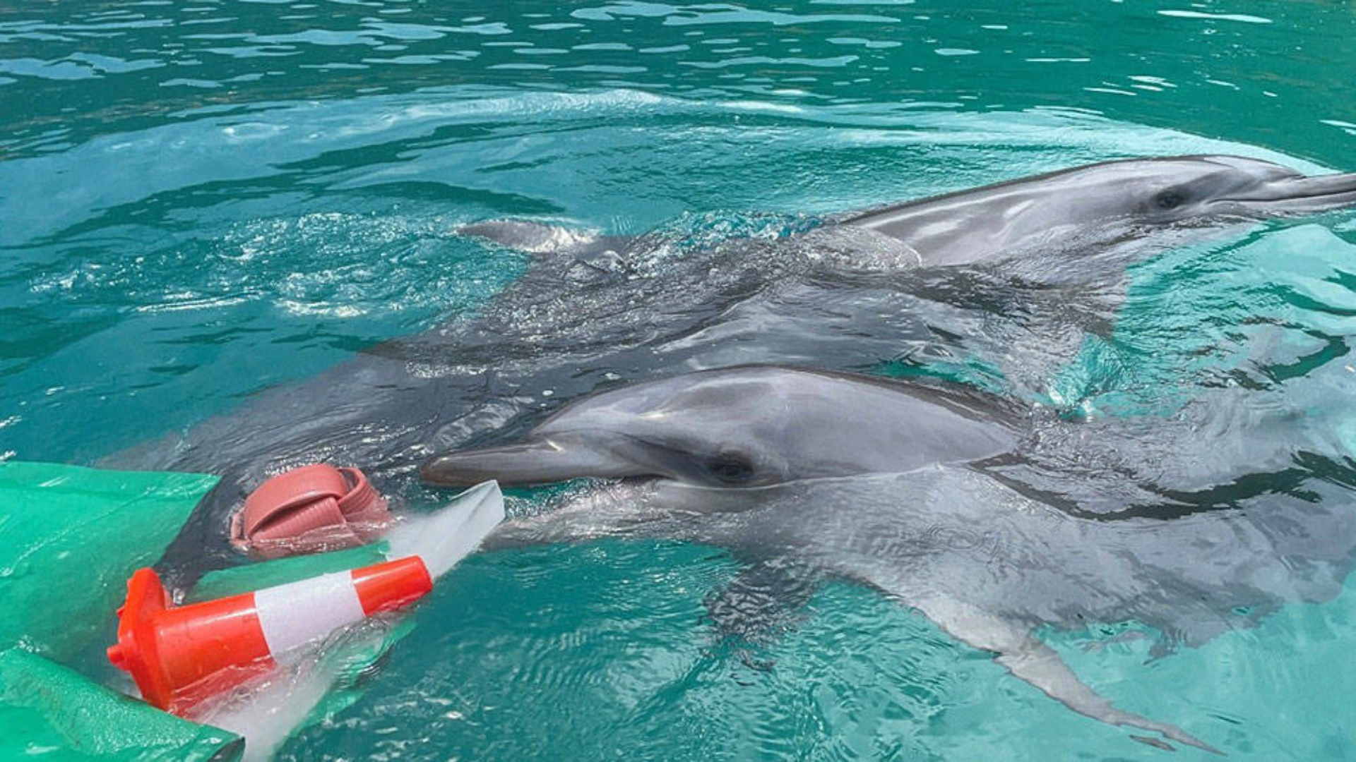 Two dolphins swim near the surface of the water, one holding an orange traffic cone.