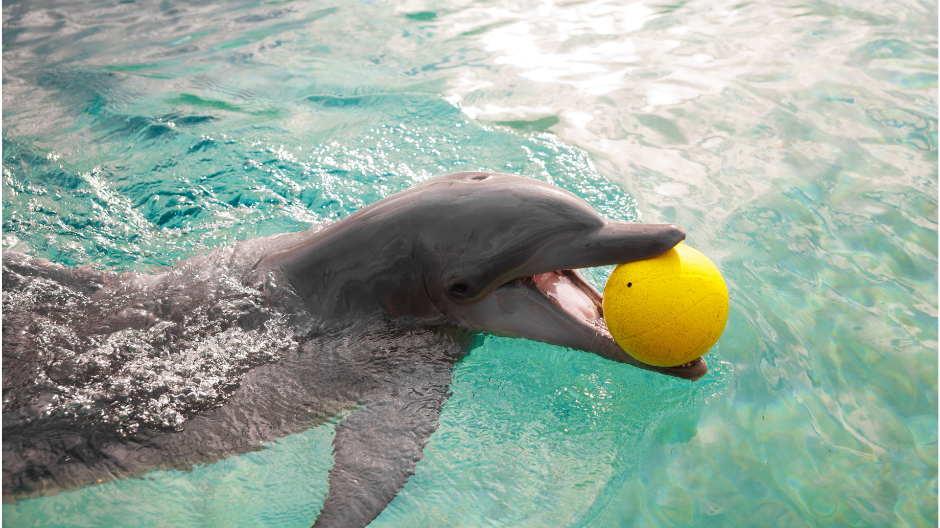 A dolphin swims in clear water holding a yellow ball in its mouth.