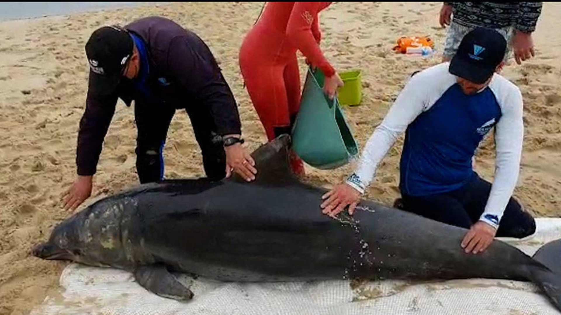 Three people on a beach tend to a large dolphin lying on a mat, possibly providing care or preparing for a rescue.