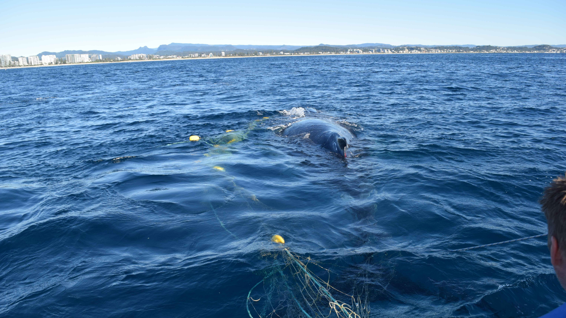 A large whale surfaces near a fishing net in the ocean, with a distant city skyline and mountains visible under a clear sky. Part of a person is visible in the foreground, observing the scene.
