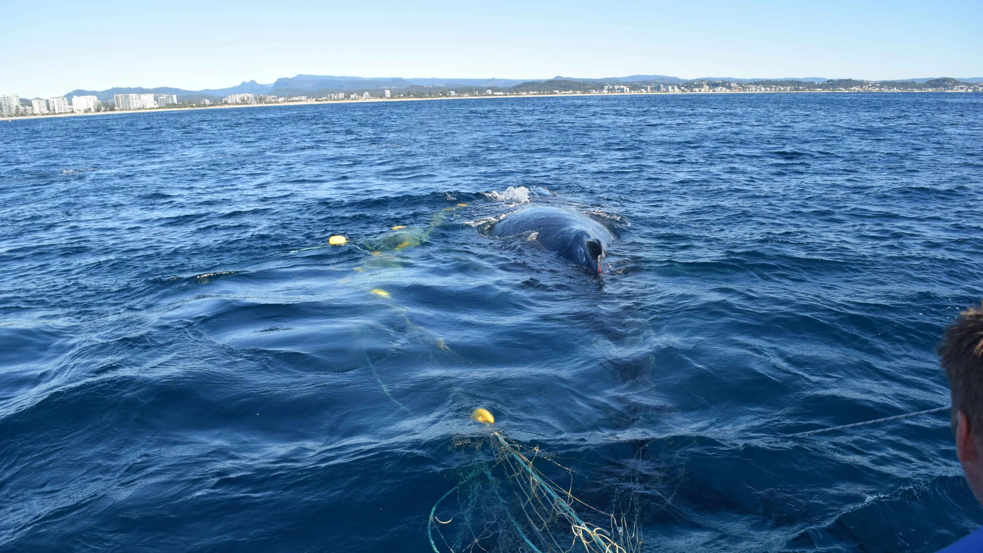 A large whale surfaces near a fishing net in the ocean, with a distant city skyline and mountains visible under a clear sky. Part of a person is visible in the foreground, observing the scene.