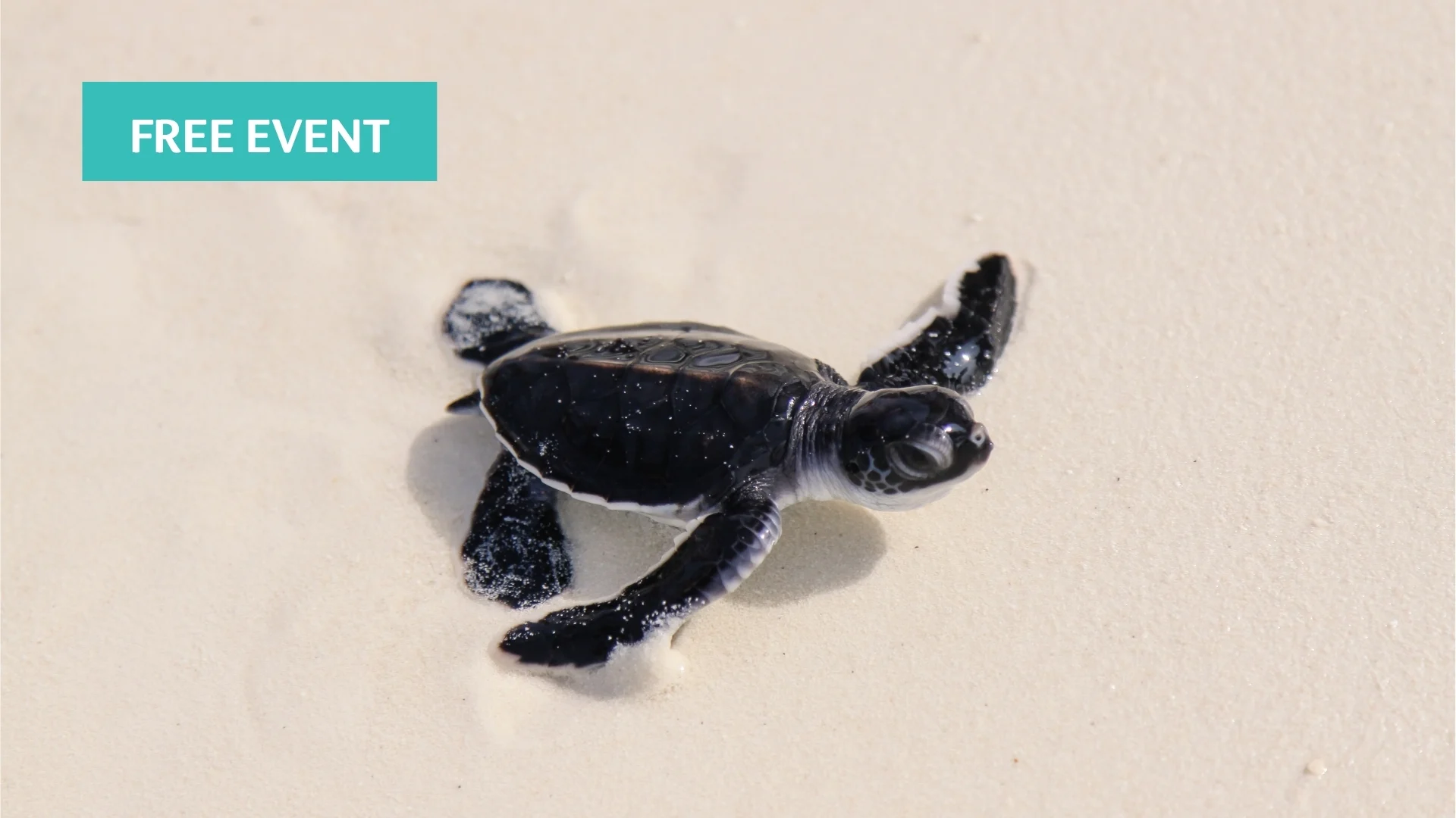 A baby sea turtle crawls across light-colored sand toward the water. A turquoise label in the corner reads “FREE EVENT.”.