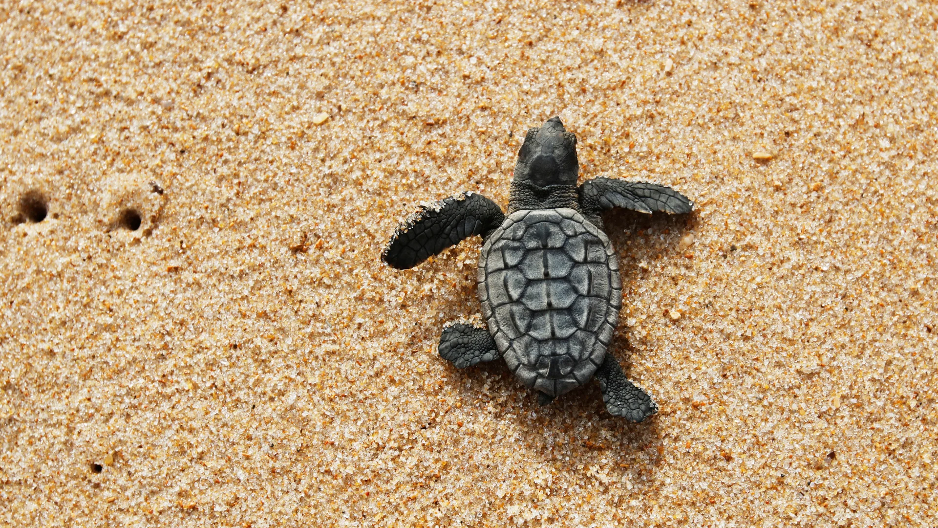 A baby sea turtle with a textured shell crawls across golden sandy beach, heading toward the top left corner of the image. Two small holes are visible in the sand nearby.