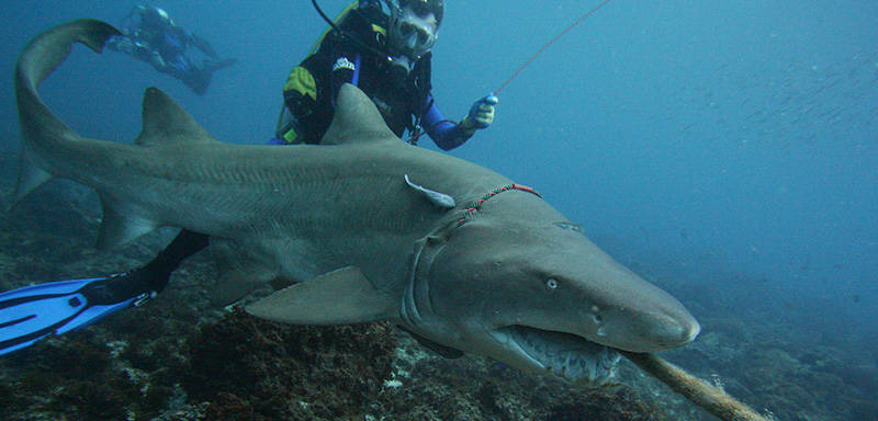A scuba diver swims underwater next to a large shark holding a rope in its mouth, with another diver visible in the background.
