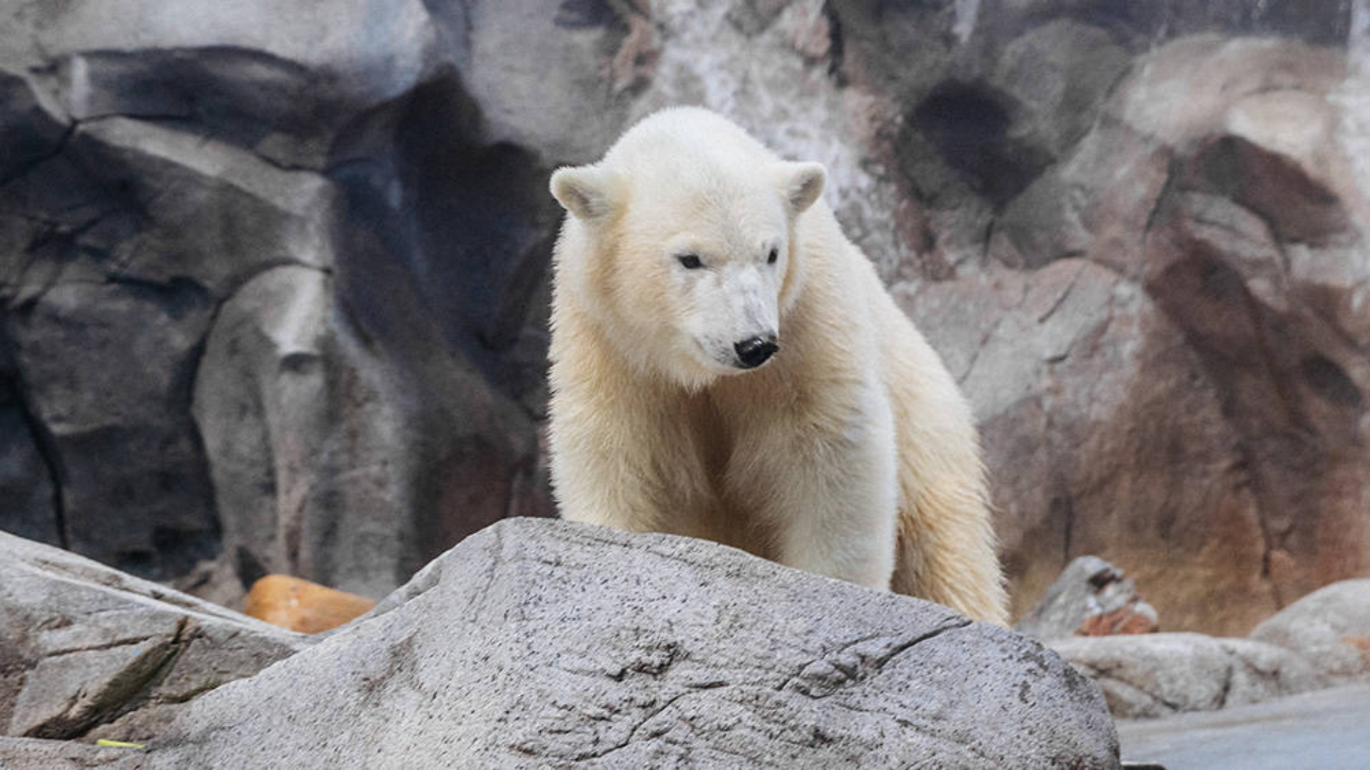 A polar bear stands on rocky terrain with a gray, stone-like background.