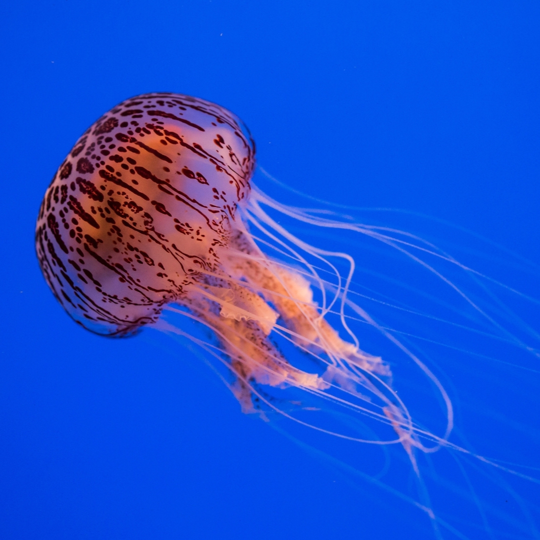 A jellyfish with a brown, striped bell and long, thin tentacles floats against a vibrant blue background.