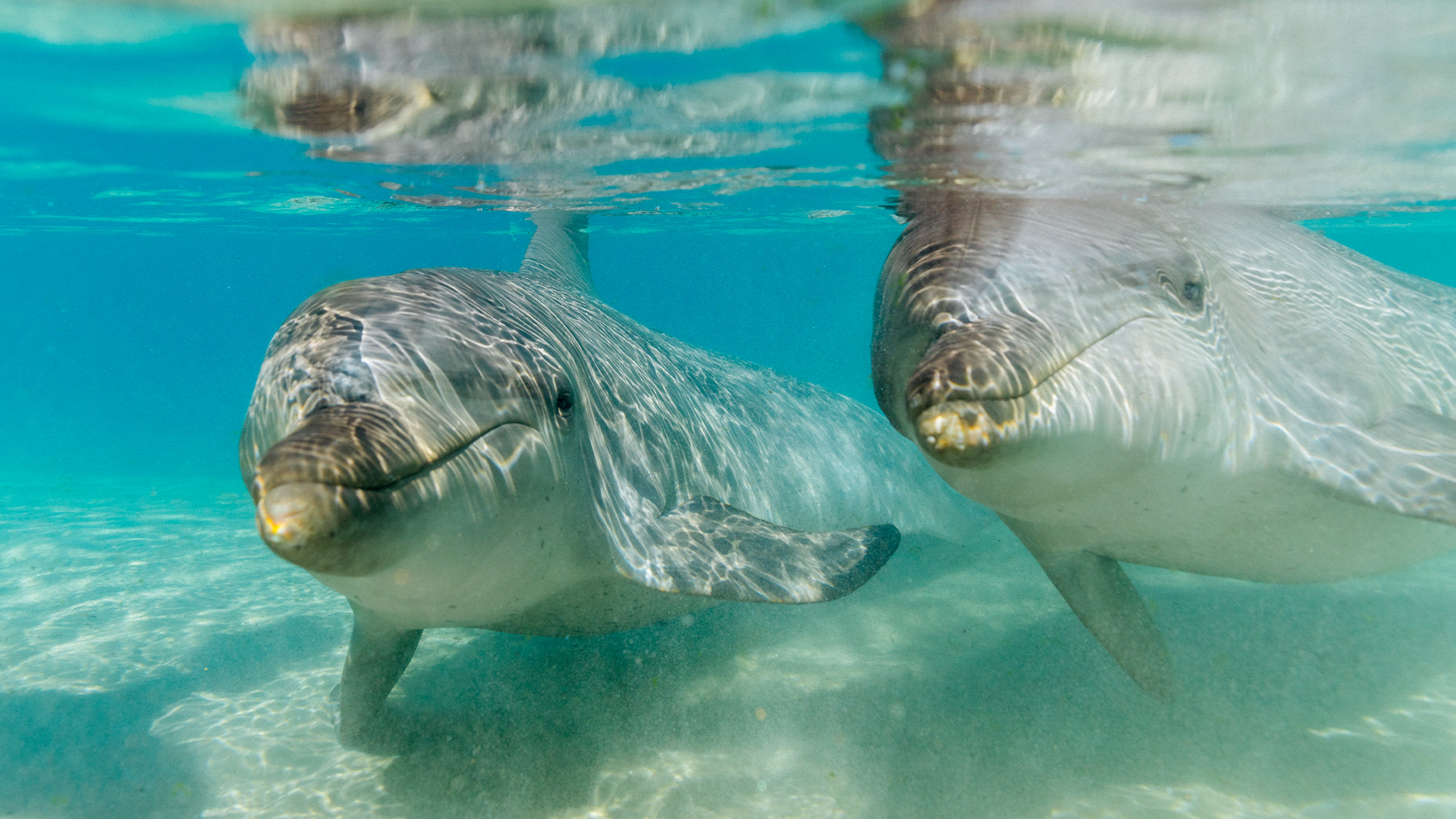 Two dolphins swimming underwater in clear blue water, with sunlight reflecting on their bodies.