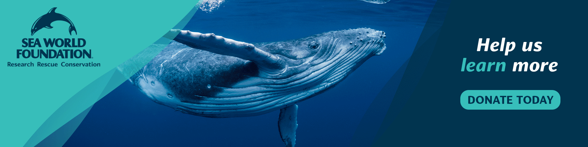 A whale swimming underwater with Sea World Foundation’s logo and a call to donate to support research, rescue, and conservation efforts.