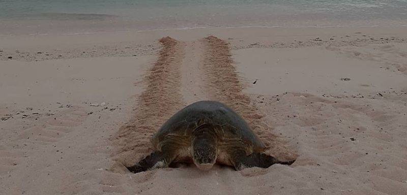 A sea turtle on a sandy beach leaves a distinct track in the sand as it moves toward the ocean.