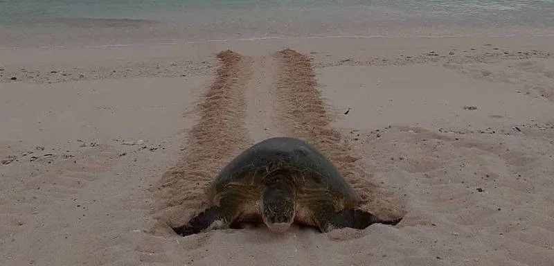 A sea turtle on a sandy beach leaves a distinct track in the sand as it moves toward the ocean.