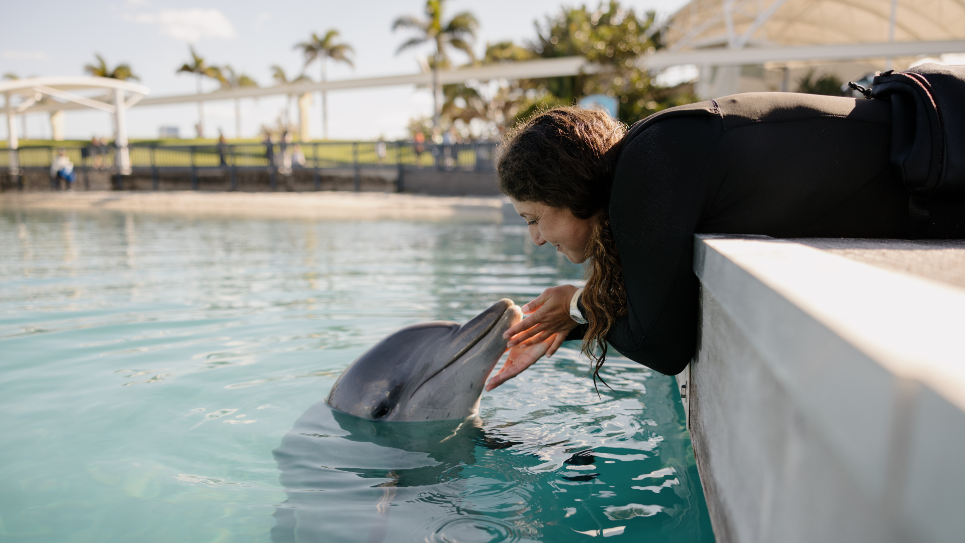 A person leans over the edge of a pool to gently touch the snout of a dolphin, with palm trees and buildings visible in the background.