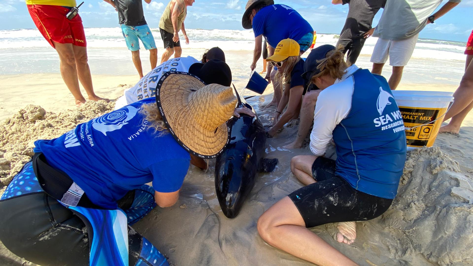 A group of people kneel on a sandy beach, working together to assist a stranded dolphin lying on the shore, with ocean waves and other onlookers in the background.