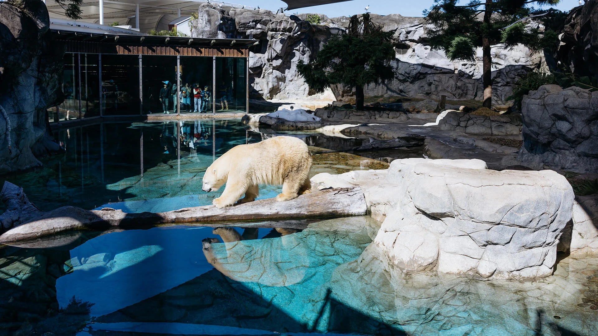 A polar bear walks on a log above clear water in a rocky, outdoor zoo enclosure with trees and a viewing area in the background.