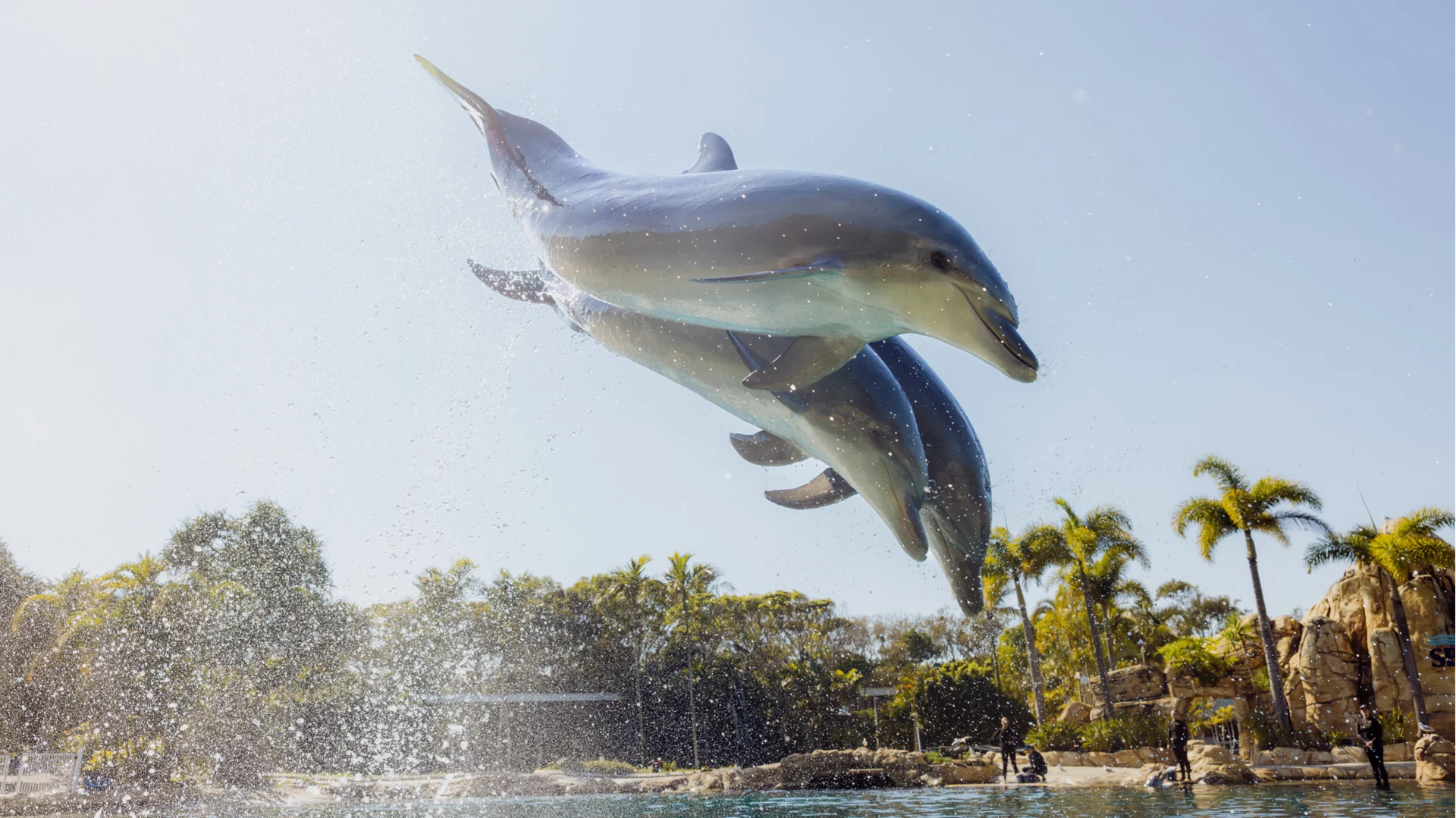 Two dolphins leap gracefully out of the water against a clear sky, with palm trees and lush greenery in the background, and water droplets sparkling in the air.
