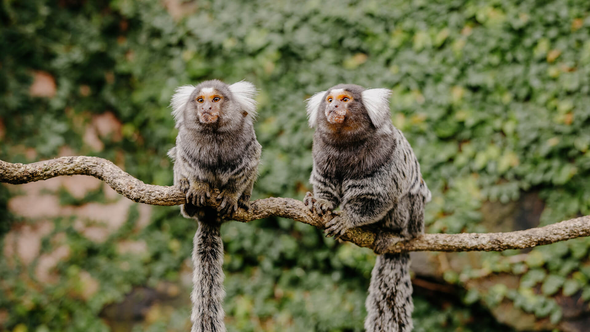 Two common marmoset monkeys sitting on a tree branch at an Australian wildlife park.