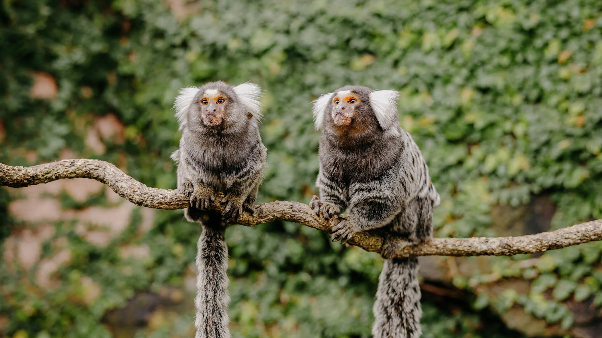 Two common marmoset monkeys sitting on a tree branch at an Australian wildlife park.