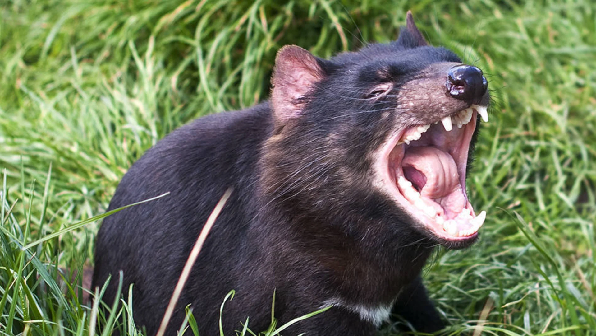 A Tasmanian devil sits in grass with its mouth wide open, displaying sharp teeth and pink gums.