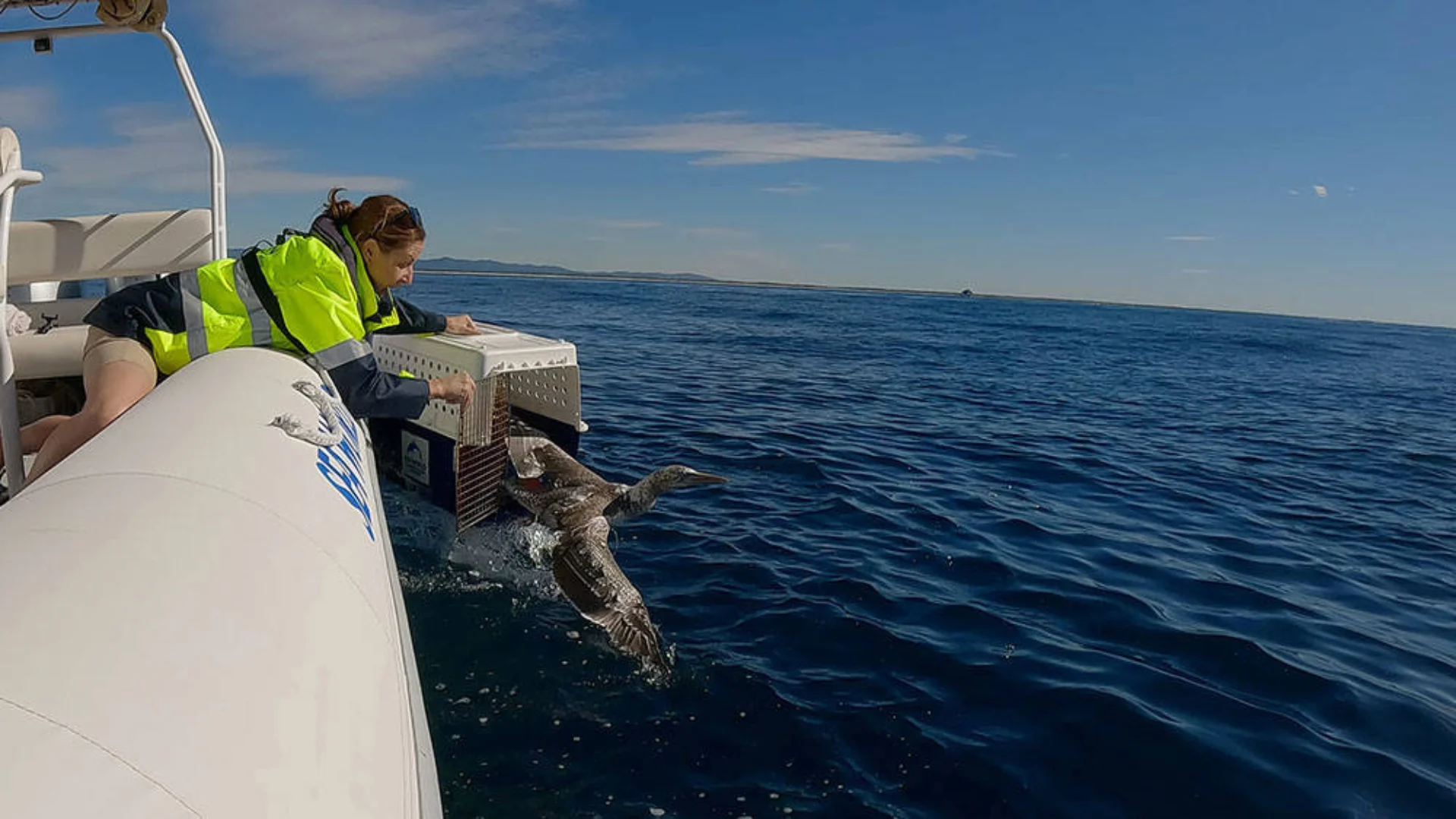 A person on a boat releases a seabird onto the ocean, with blue water and sky in the background.
