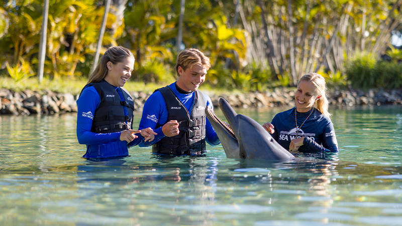 Dolphin Couple Adventure at Sea World