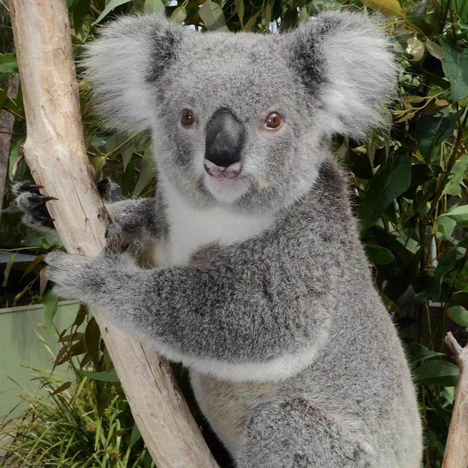 Bobbi - A grey koala clings to a tree branch, surrounded by green leaves. The koala looks toward the camera, showing its fluffy ears and black nose.