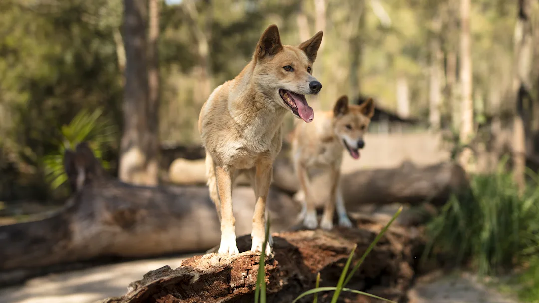 Dingo Rats Discover Reptiles: Snakes & Skinks at Paradise Country