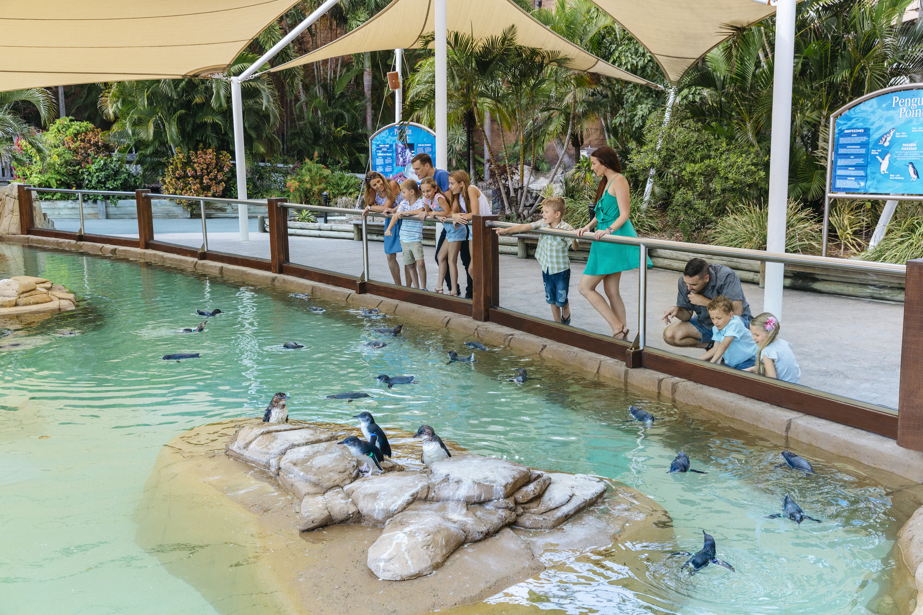 People gathered by a railing watching penguins swim in a pool at a zoo or aquarium exhibit.