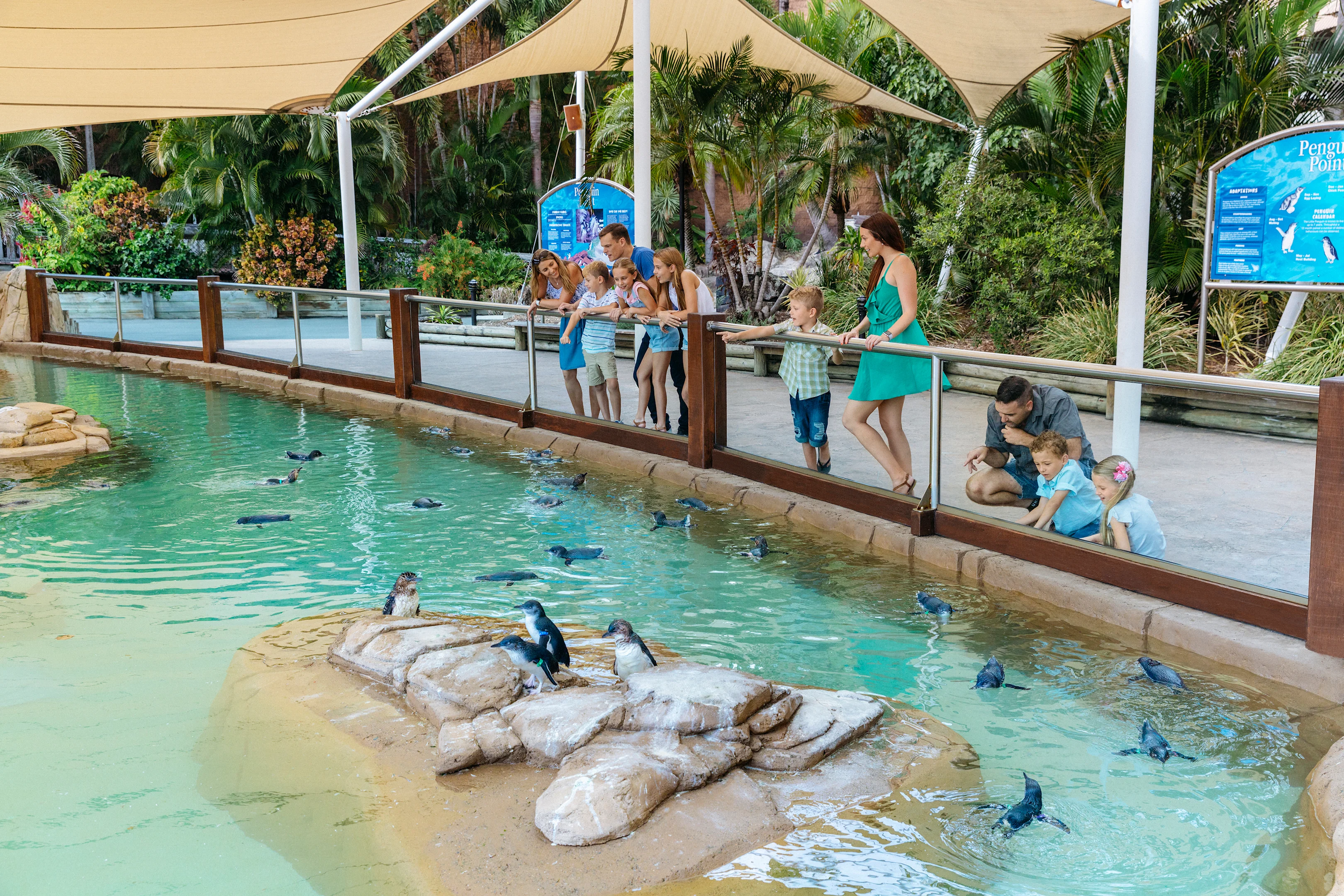 People gathered by a railing watching penguins swim in a pool at a zoo or aquarium exhibit.