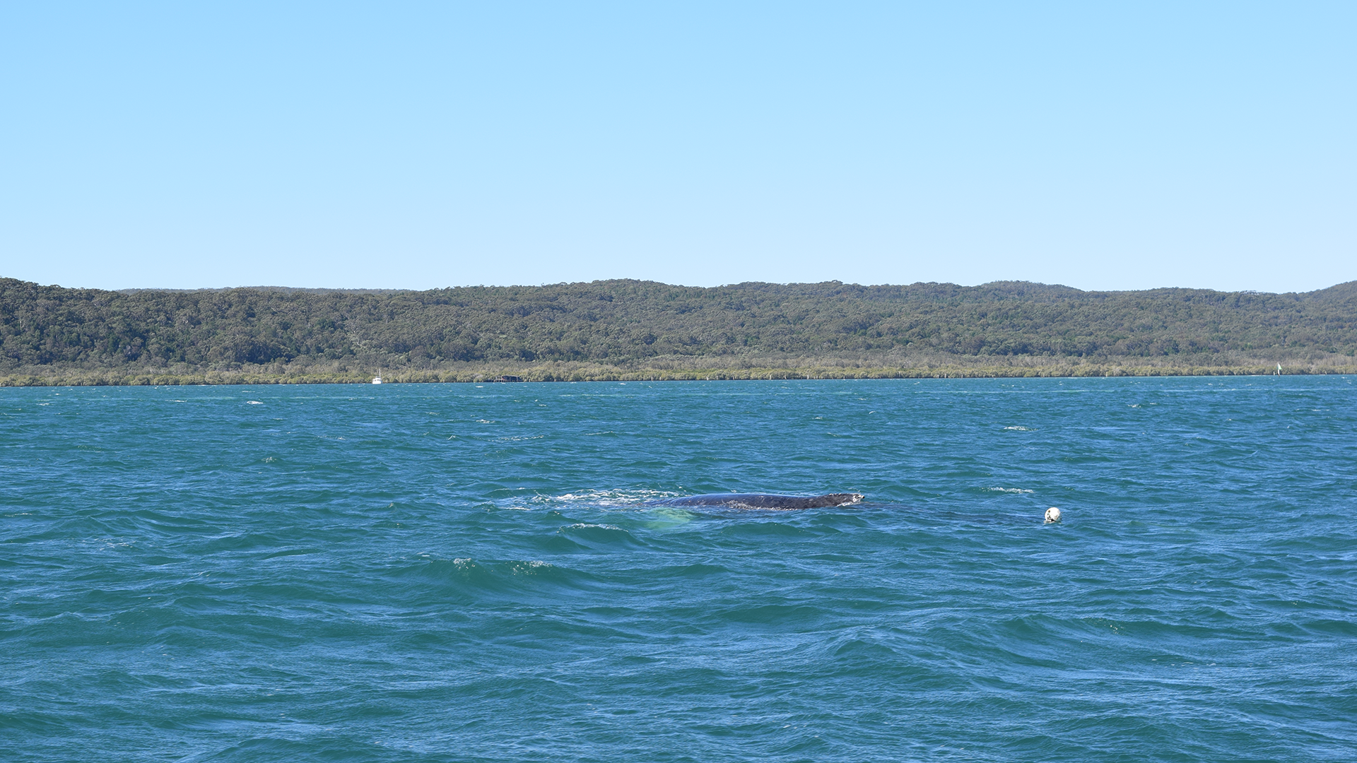A whale partially surfaces in blue-green ocean water near a forested coastline under a clear blue sky.