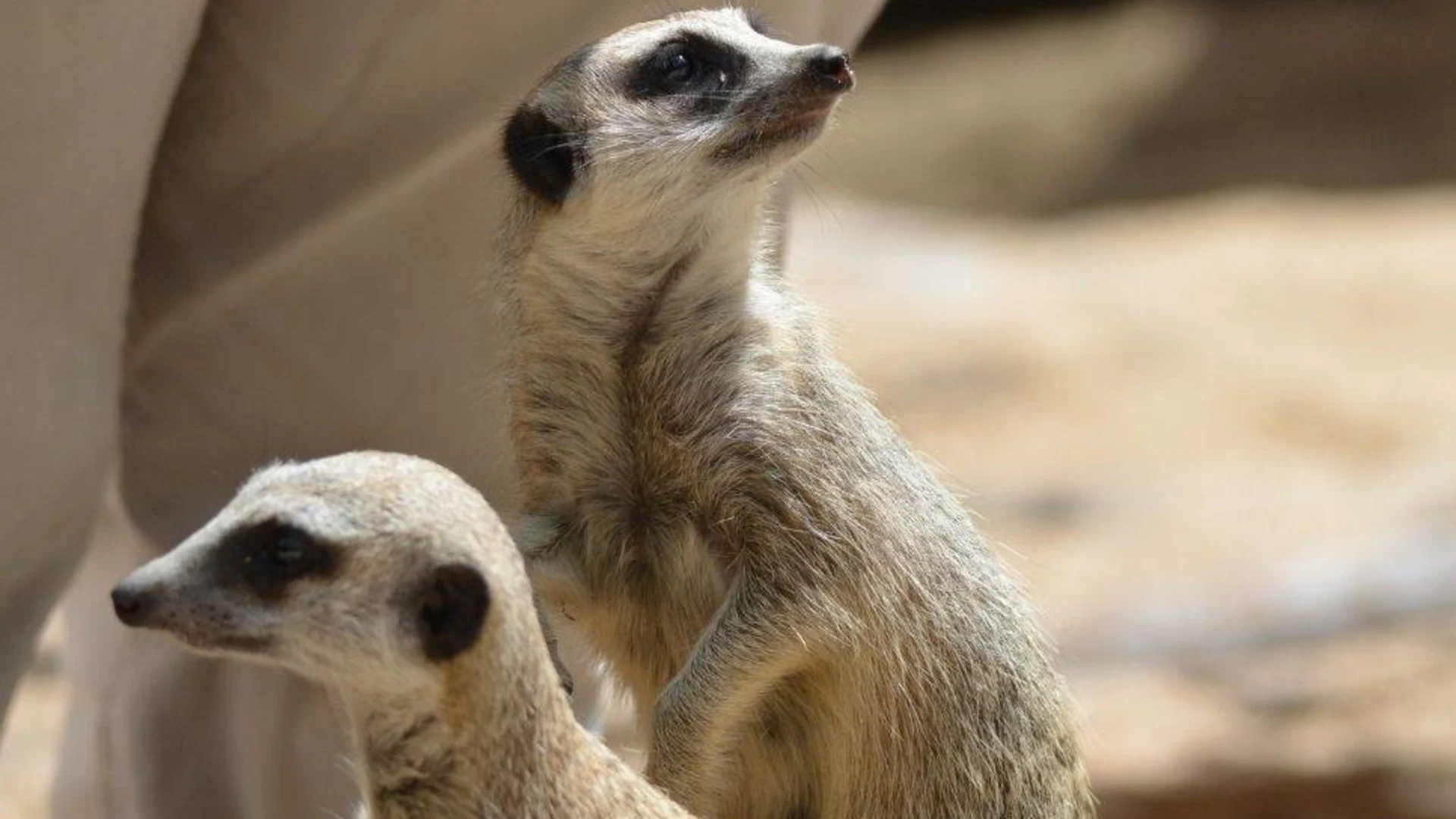 Two meerkats are standing upright on their hind legs, looking in the same direction, with a sandy background behind them.