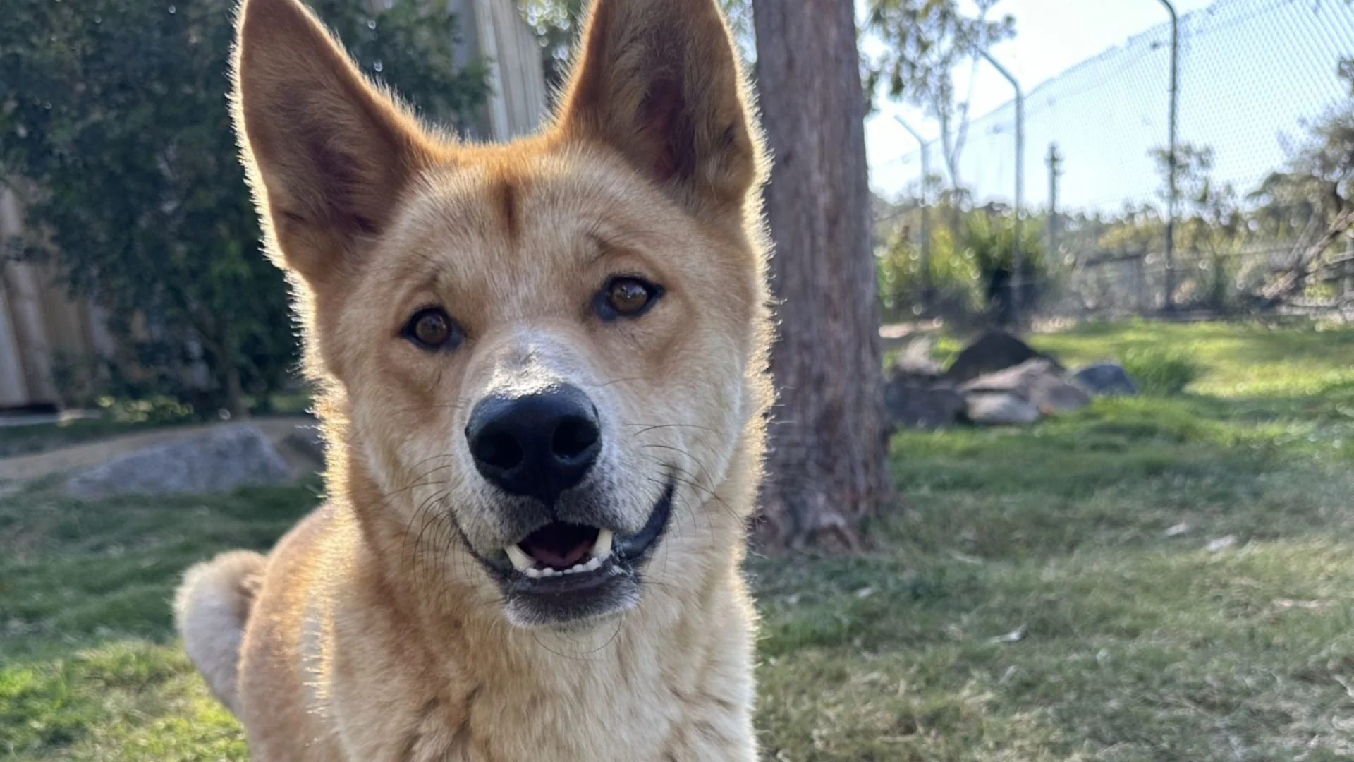 A tan dog with large, upright ears and dark eyes looks directly at the camera, sitting outside on grass near trees and a fence on a sunny day.