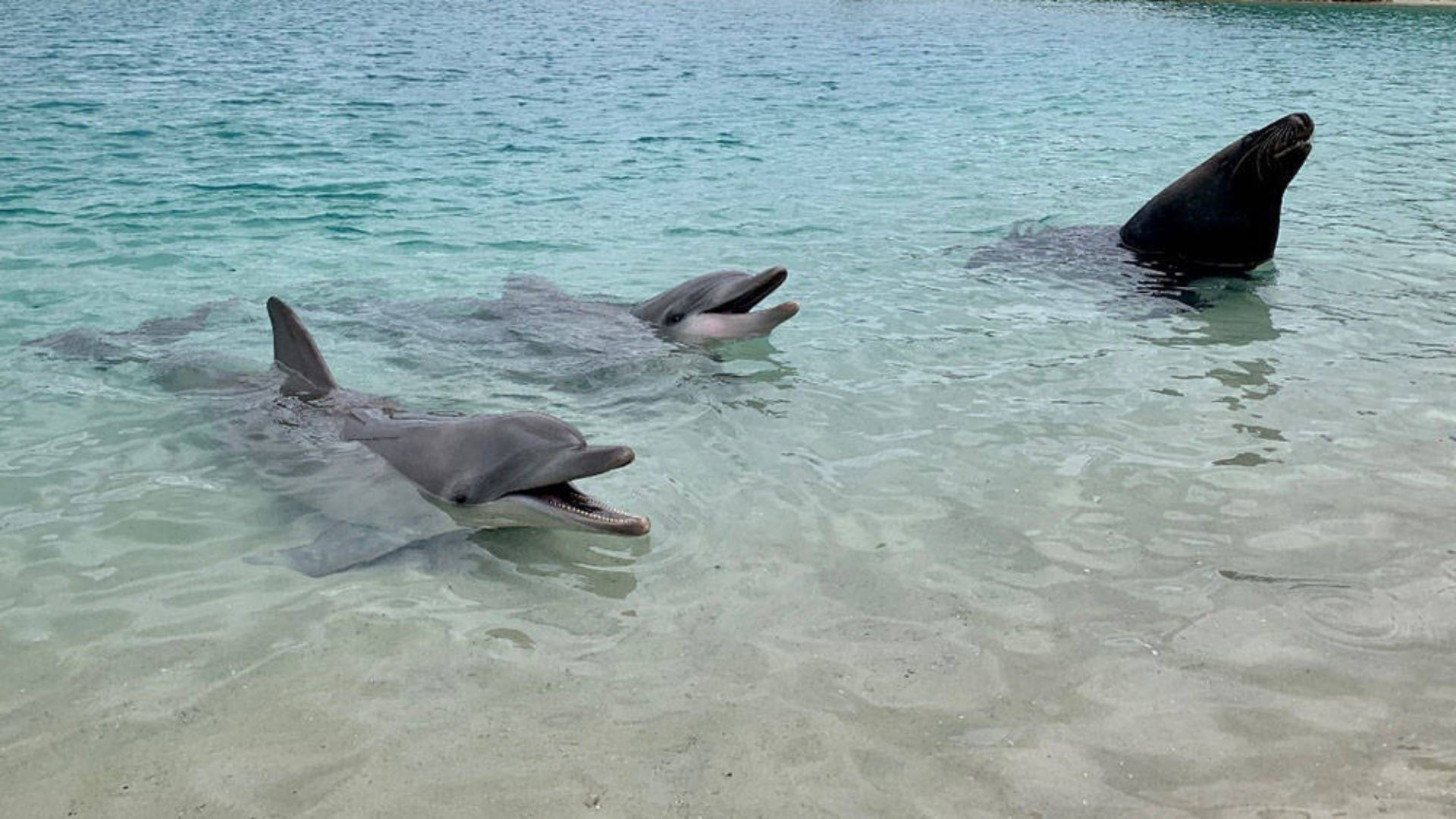 Two dolphins and a sea lion swim close to the shore in clear, shallow water.
