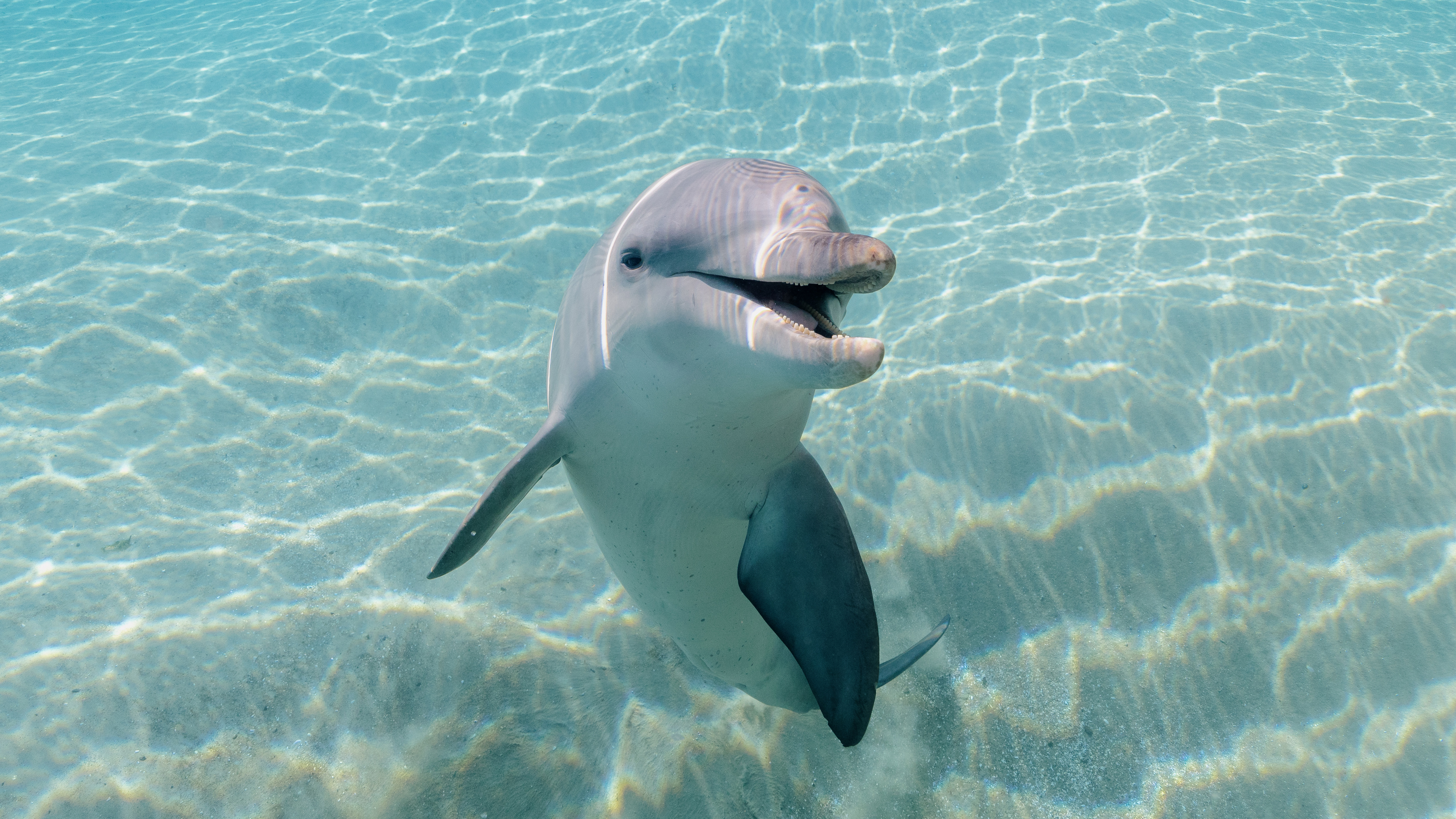 A dolphin swims upright in clear, shallow water with sunlight patterns visible on the sandy bottom.