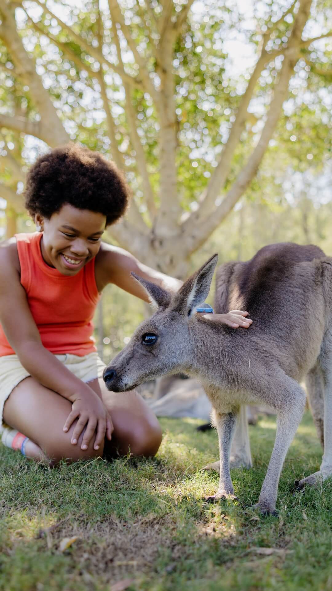 Smiling child patting a friendly kangaroo on green grass under shady trees at Paradise Country wildlife park.