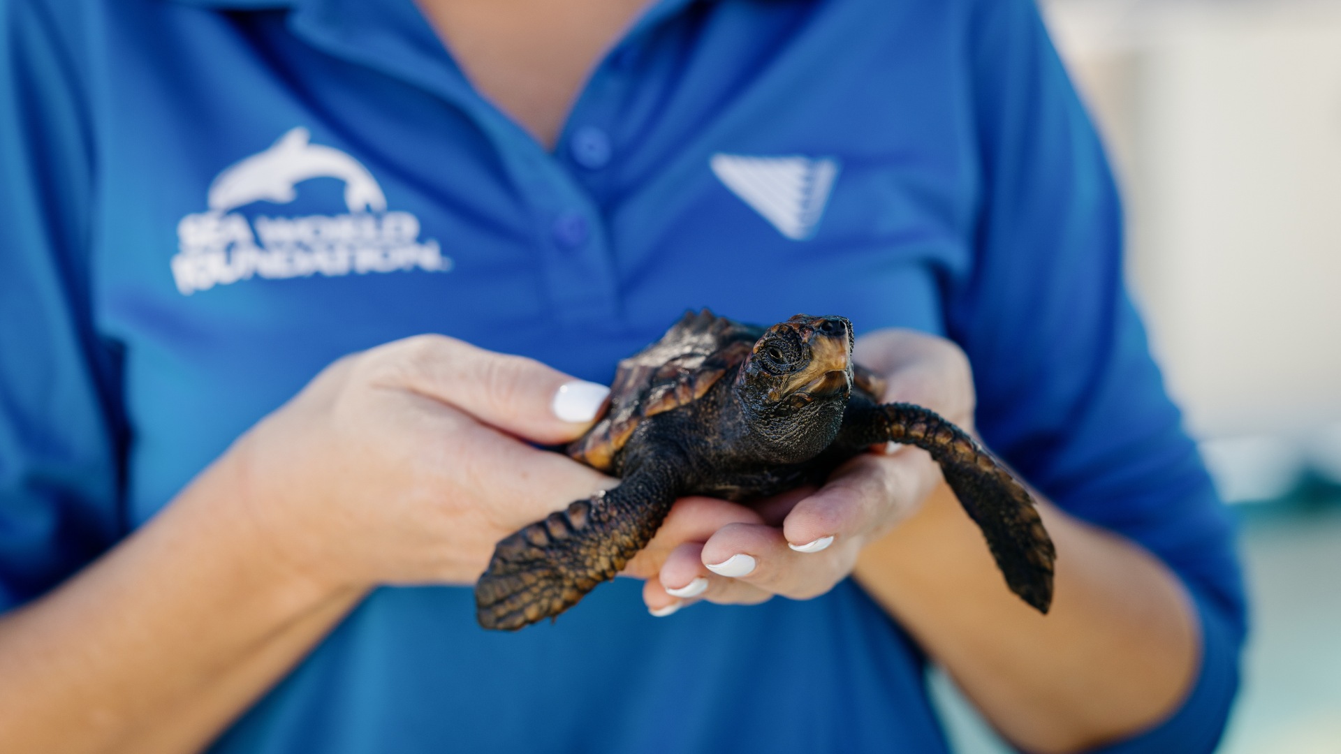A person in a blue shirt gently holds a small sea turtle with dark, textured skin. The shirt has a SeaWorld Foundation logo on it, suggesting a conservation or rescue setting.