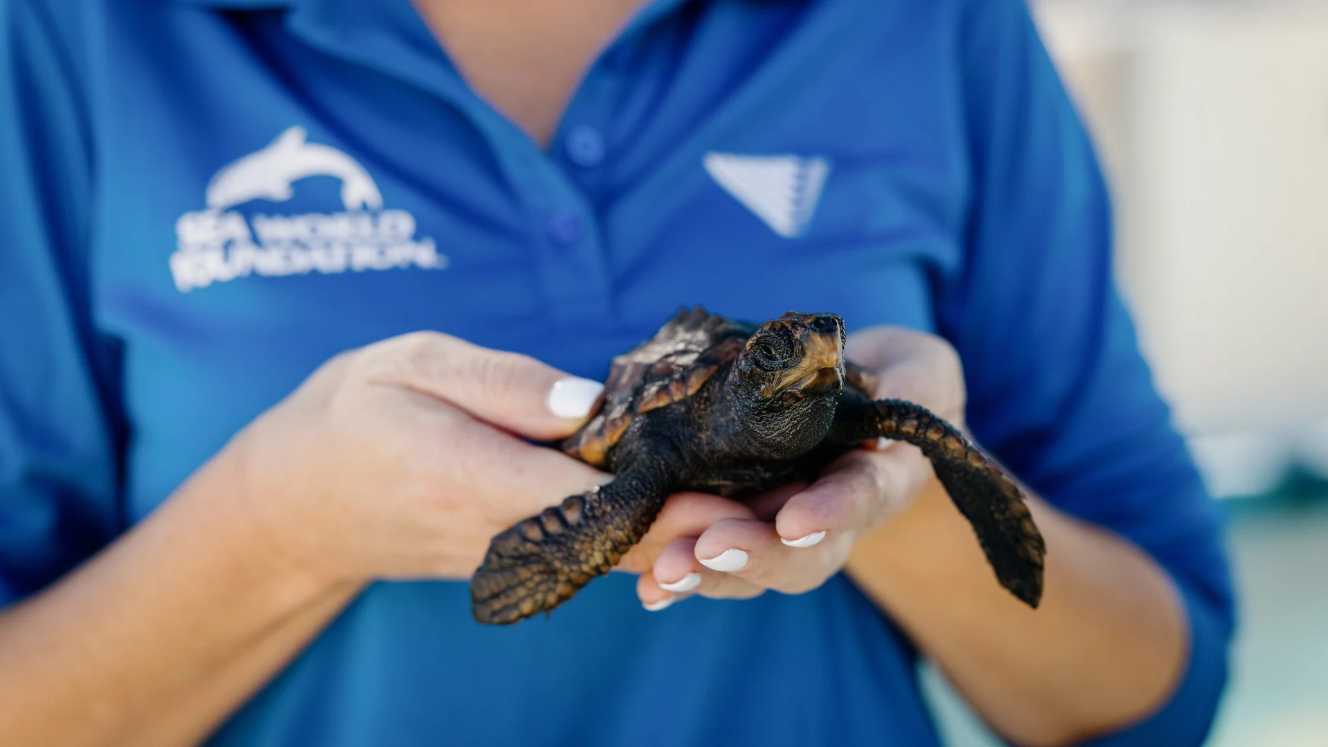A person in a blue shirt gently holds a small sea turtle with dark, textured skin. The shirt has a SeaWorld Foundation logo on it, suggesting a conservation or rescue setting.