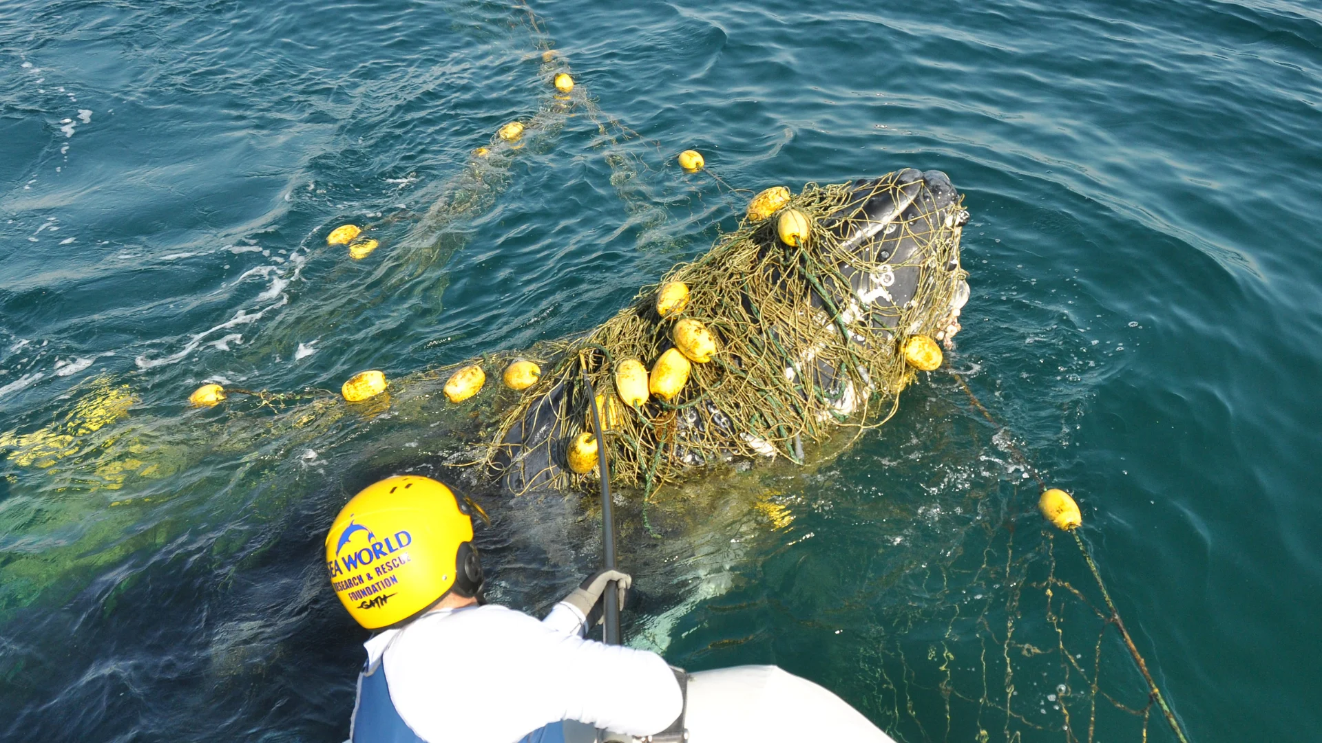 A person in a boat works to free a whale tangled in a fishing net with yellow buoys in open water.