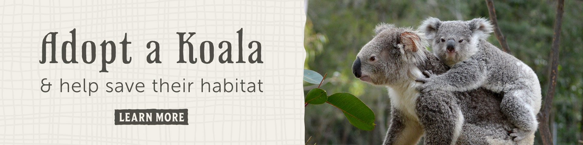A banner reads "Adopt a Koala &amp; help save their habitat" with a "Learn More" button. On the right, a baby koala clings to an adult koala’s back in a natural, leafy environment.