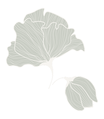 Illustration of a ginkgo leaf and seed, featuring green with white lines detailing the veins against a transparent background.