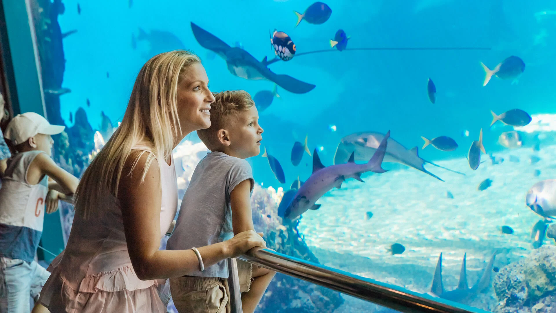 Sea World Shark Bay aquarium Gold Coast - family attraction with sharks, stingrays and tropical fish