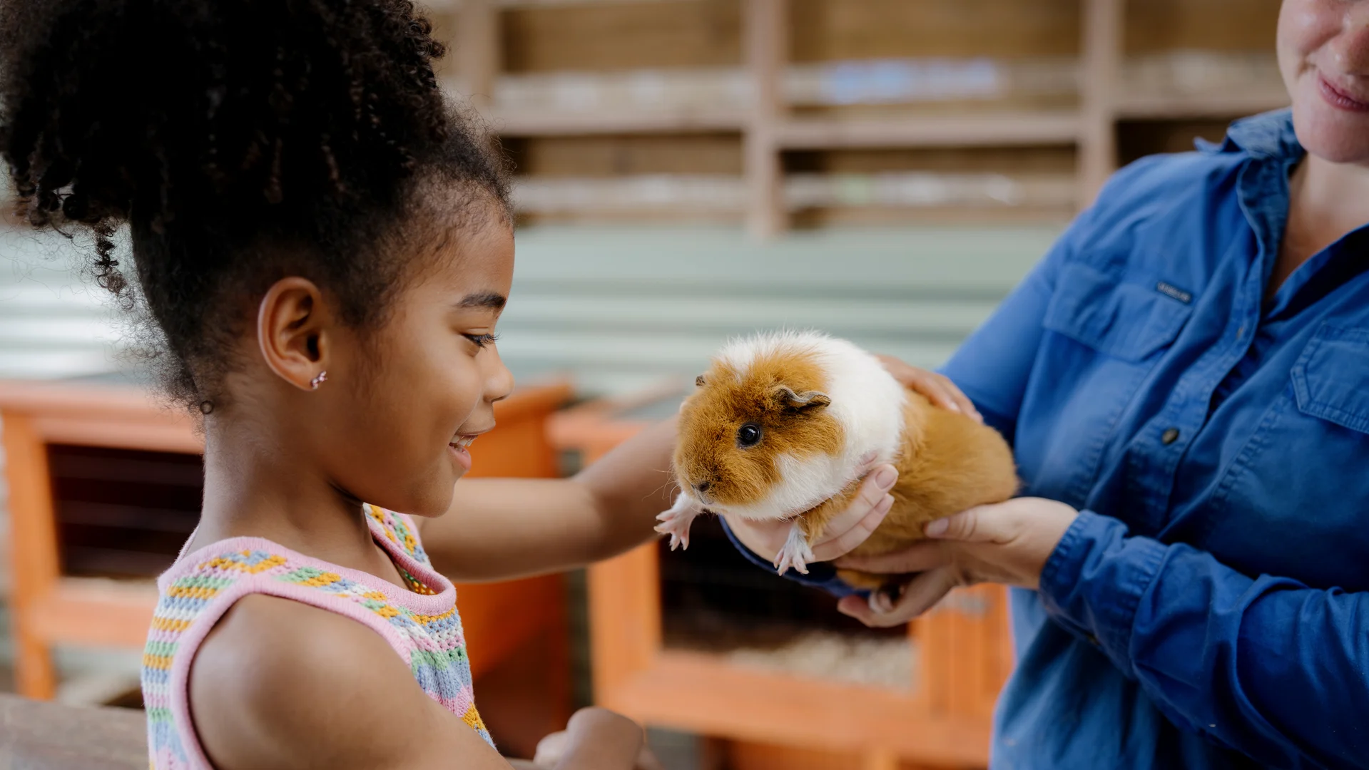A young girl smiles and reaches out to gently pet a brown and white guinea pig being held by an adult, with wooden animal enclosures in the background.