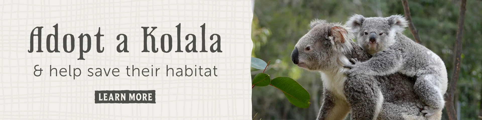 Banner with text "Adopt a Koala & help save their habitat" next to a photo of an adult koala carrying a baby koala on its back in a natural setting.