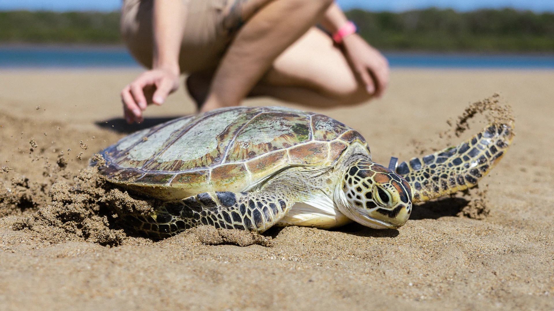 A sea turtle moves across a sandy beach with a person kneeling in the background, near the water's edge.