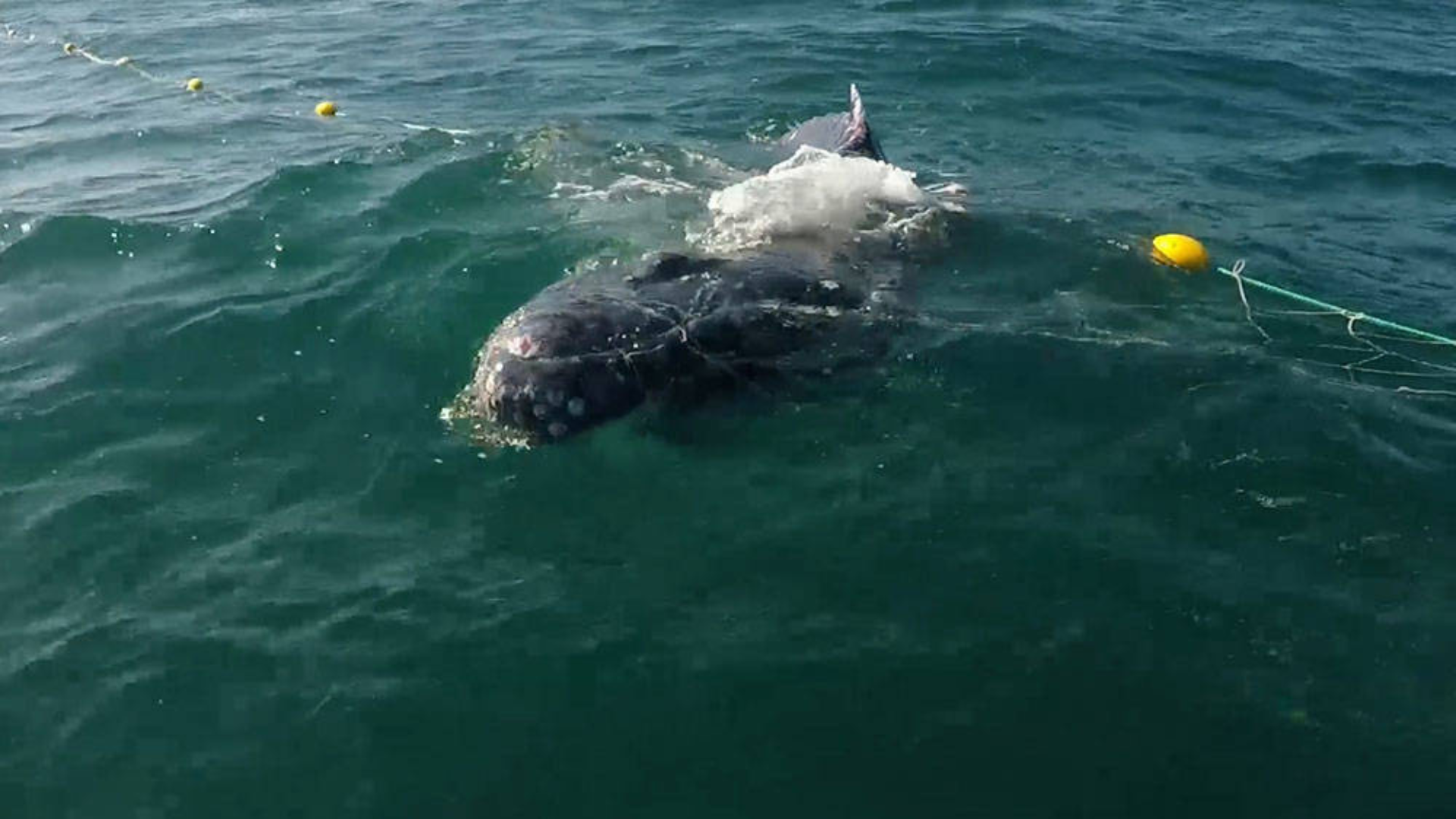A whale is entangled in fishing rope and buoys at the ocean surface.