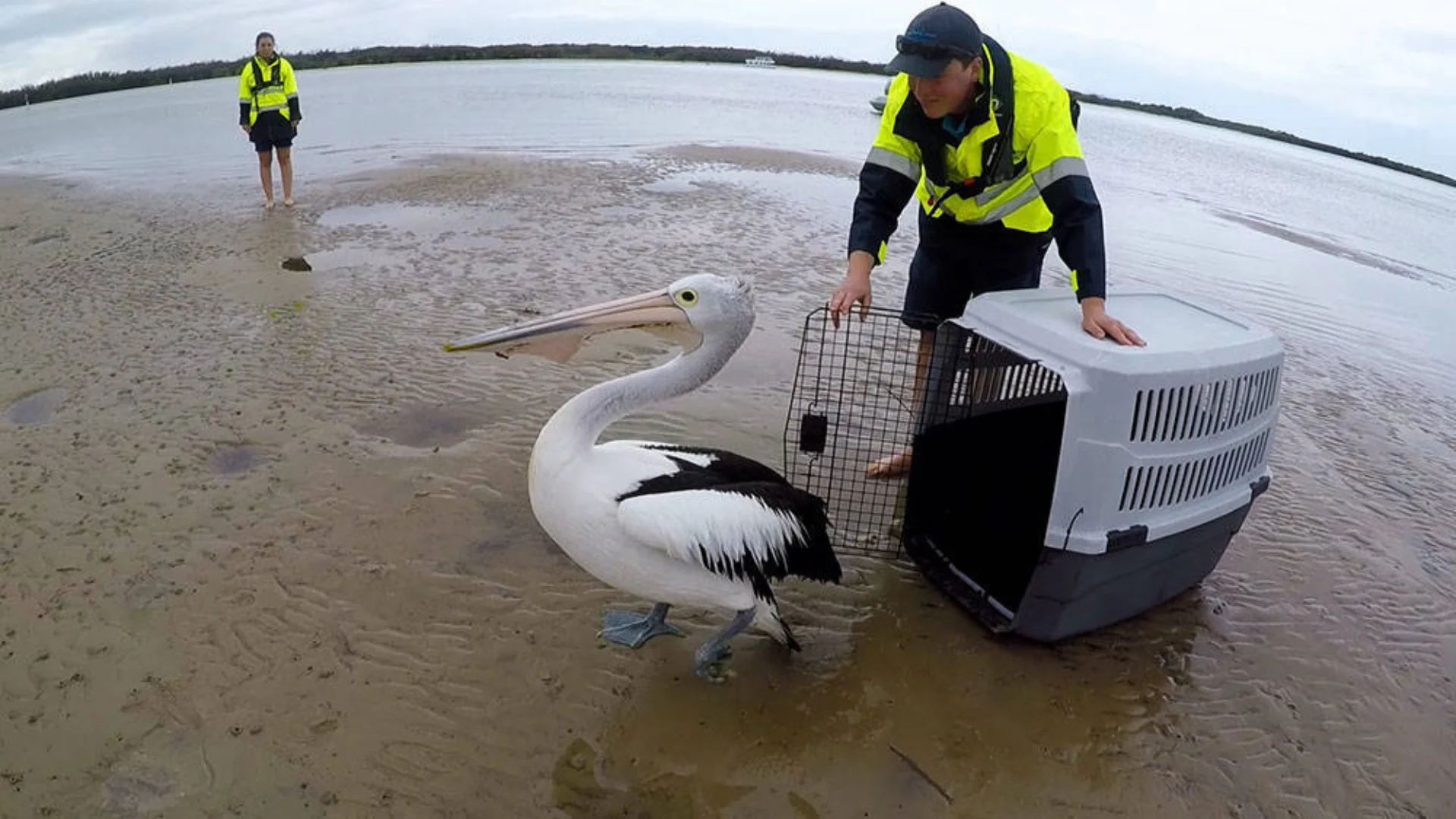 A person in a yellow jacket releases a pelican from a pet carrier on a sandy shore, while another person stands in the background.