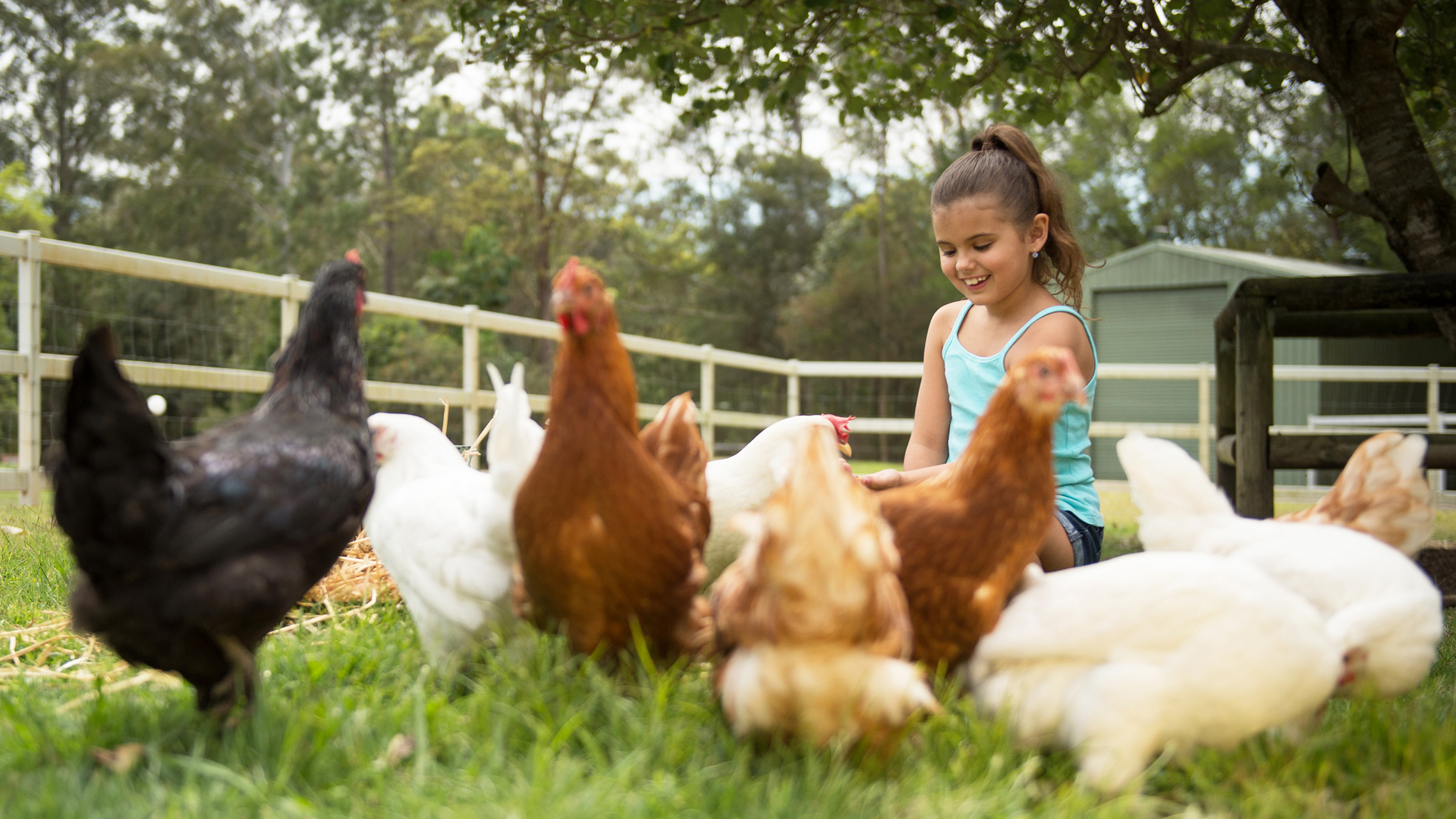 A girl sitting on grass in a fenced yard, surrounded by several chickens, with trees and a shed in the background.