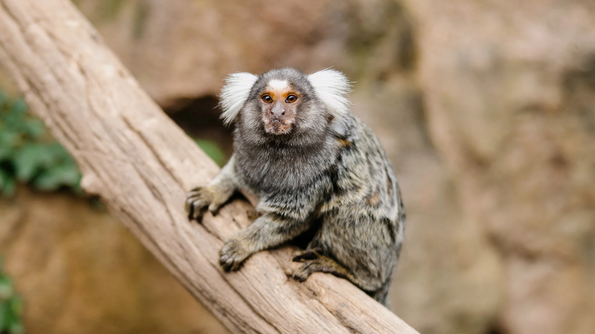 Monkeys R Us Tennessee Marmoset Monkey Encounter | Paradise Country